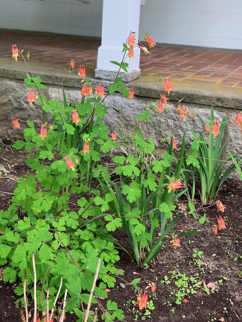 A garden with green plants and red flowers.