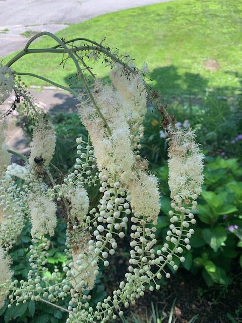 A close up of flowers on a tree