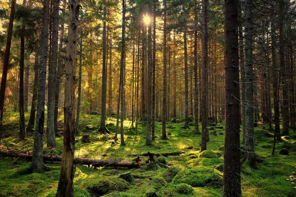 A forest with trees and grass in the middle of it