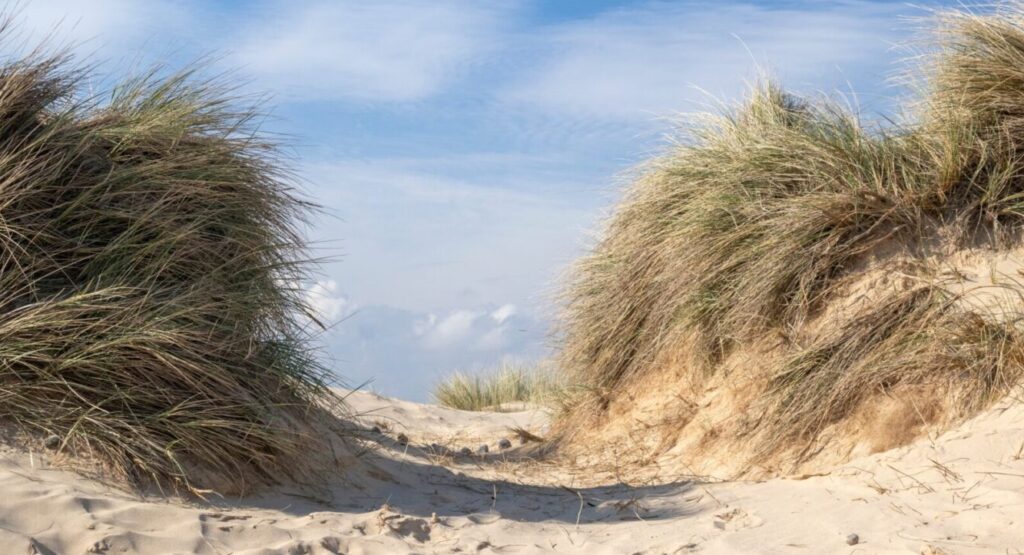 A sandy path through the sand to some bushes