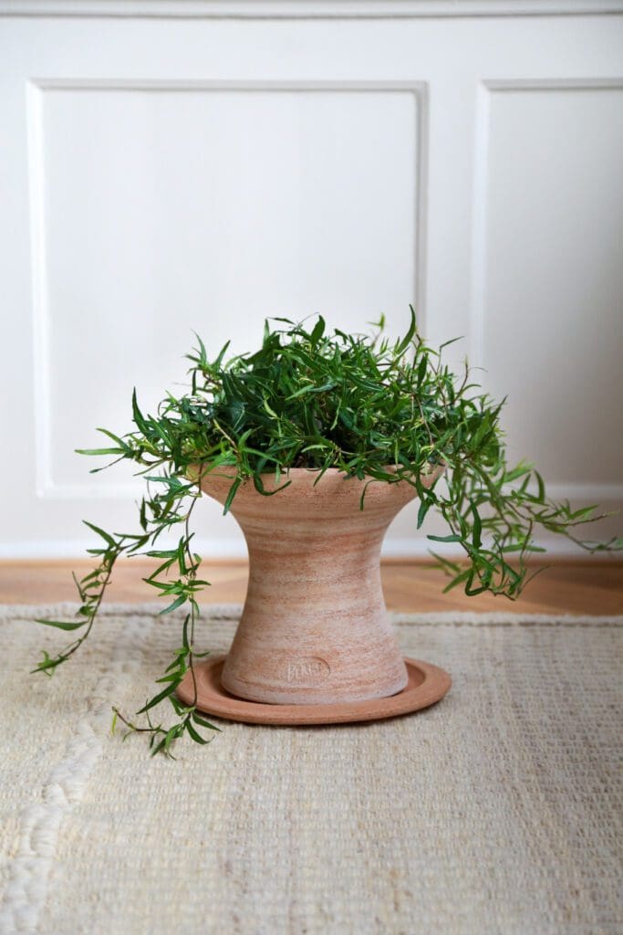 A plant is growing in a vase on the floor.