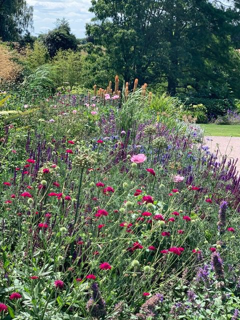 A garden with many different plants and flowers.