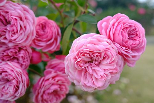 A close up of pink flowers with green leaves