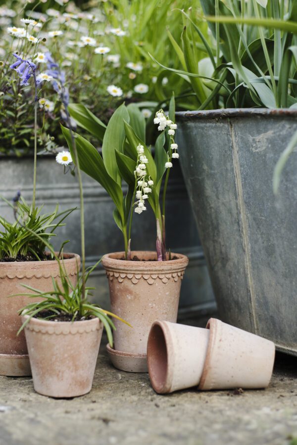 A group of pots with plants in them