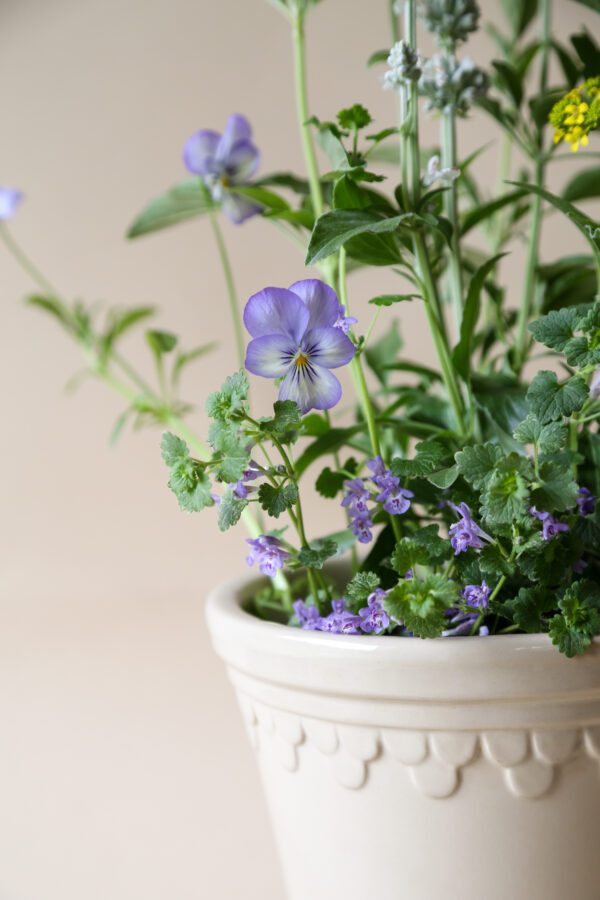 A close up of some purple flowers in a pot