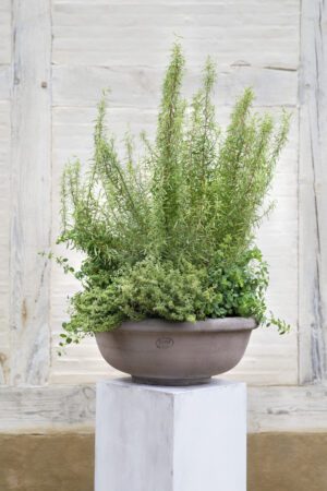 A plant in a bowl on top of a pedestal.