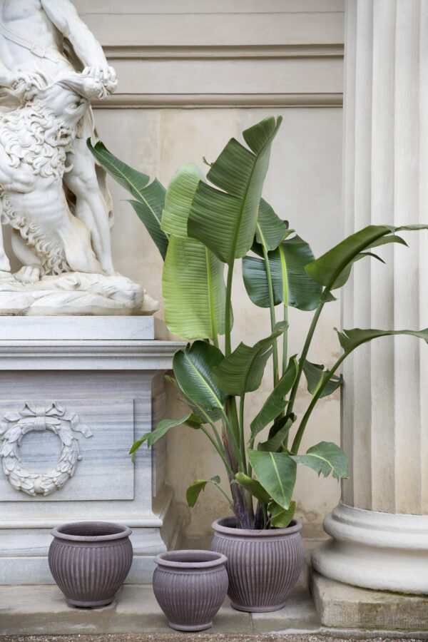 A plant is sitting on the floor near some statues.