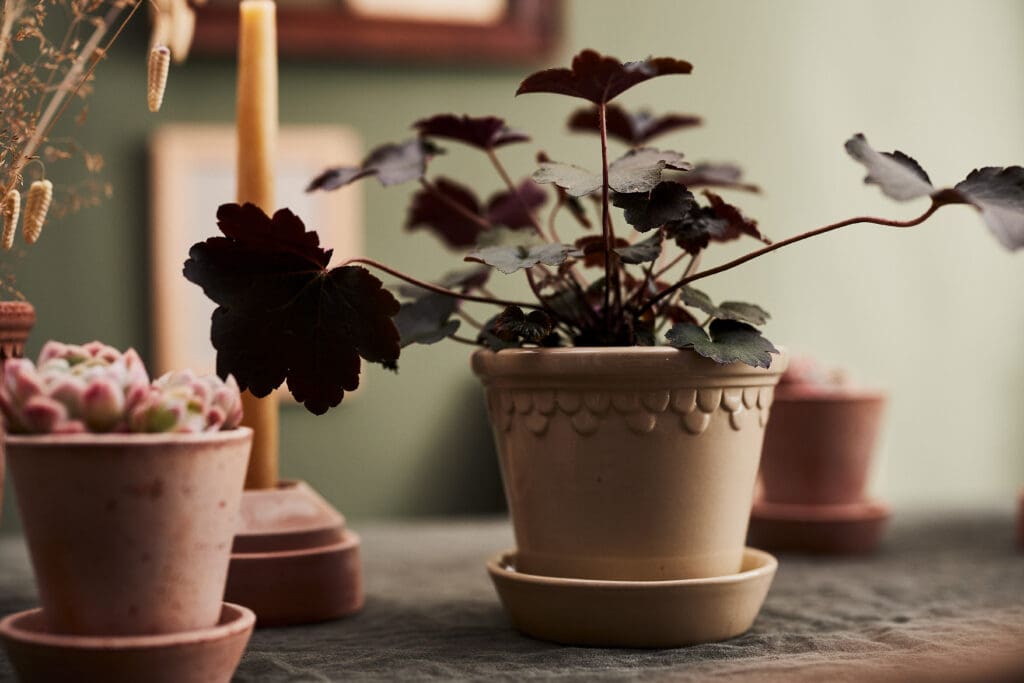 Potted plants on a table with candles.