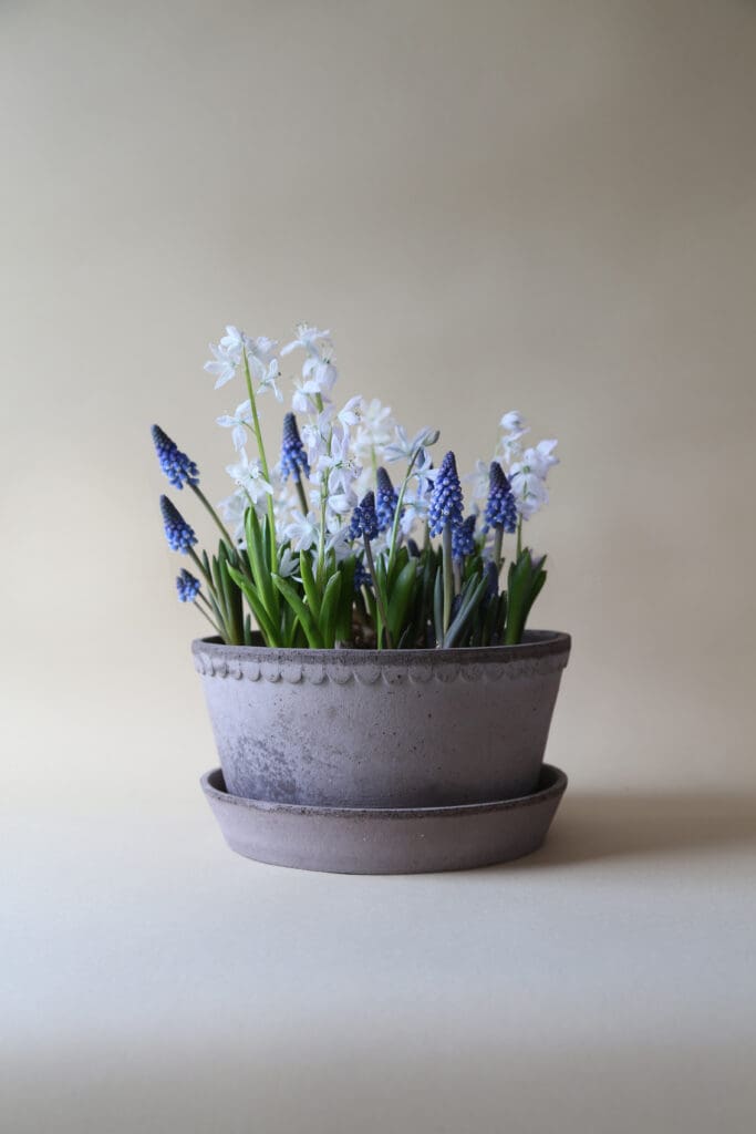 Potted flowers in a clay pot.