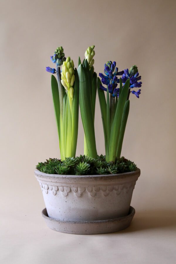 A pot of flowers with blue and yellow flowers.