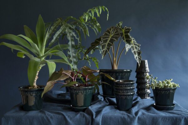 A table with several potted plants on it.