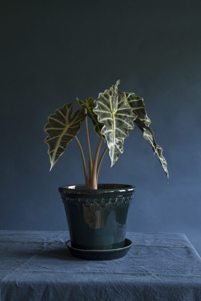 A plant is sitting in a pot on the table.