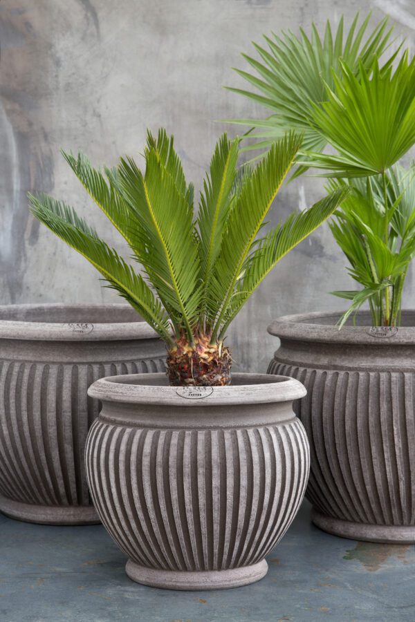 Three pots with a plant in them on the ground.