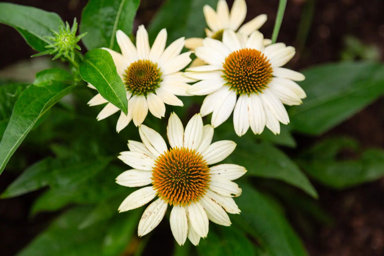 Three white flowers with yellow centers in a garden.