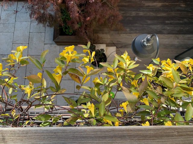 A cat sitting in the middle of a planter filled with yellow flowers.