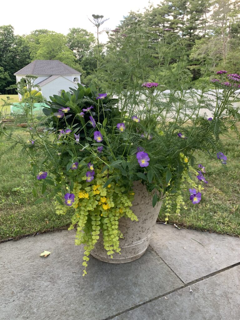 A large planter filled with purple flowers on top of a patio.