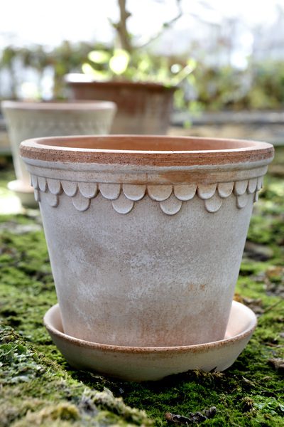 A close up of a plant pot on the ground