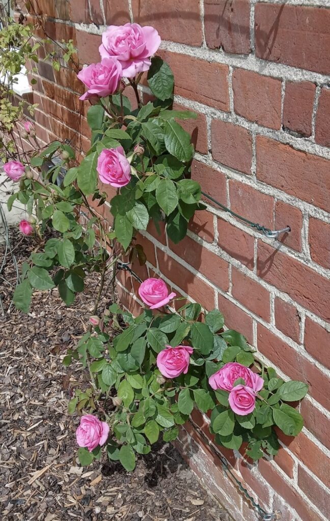 A brick wall with pink flowers growing on it.