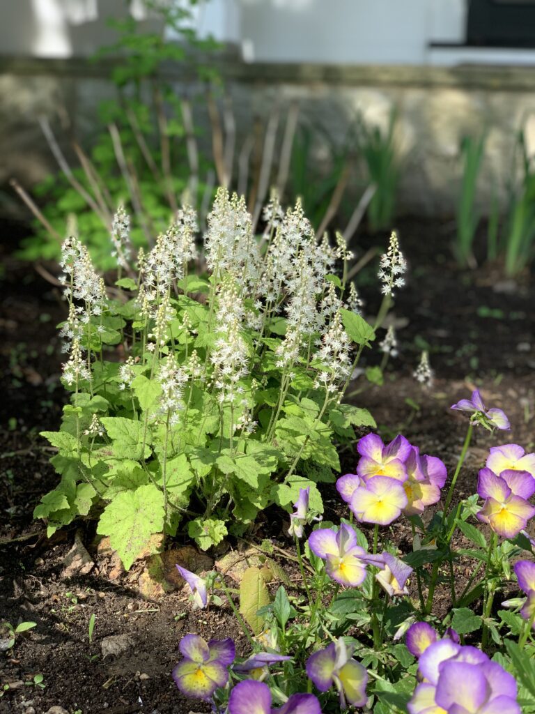 A plant with white flowers and purple flowers.