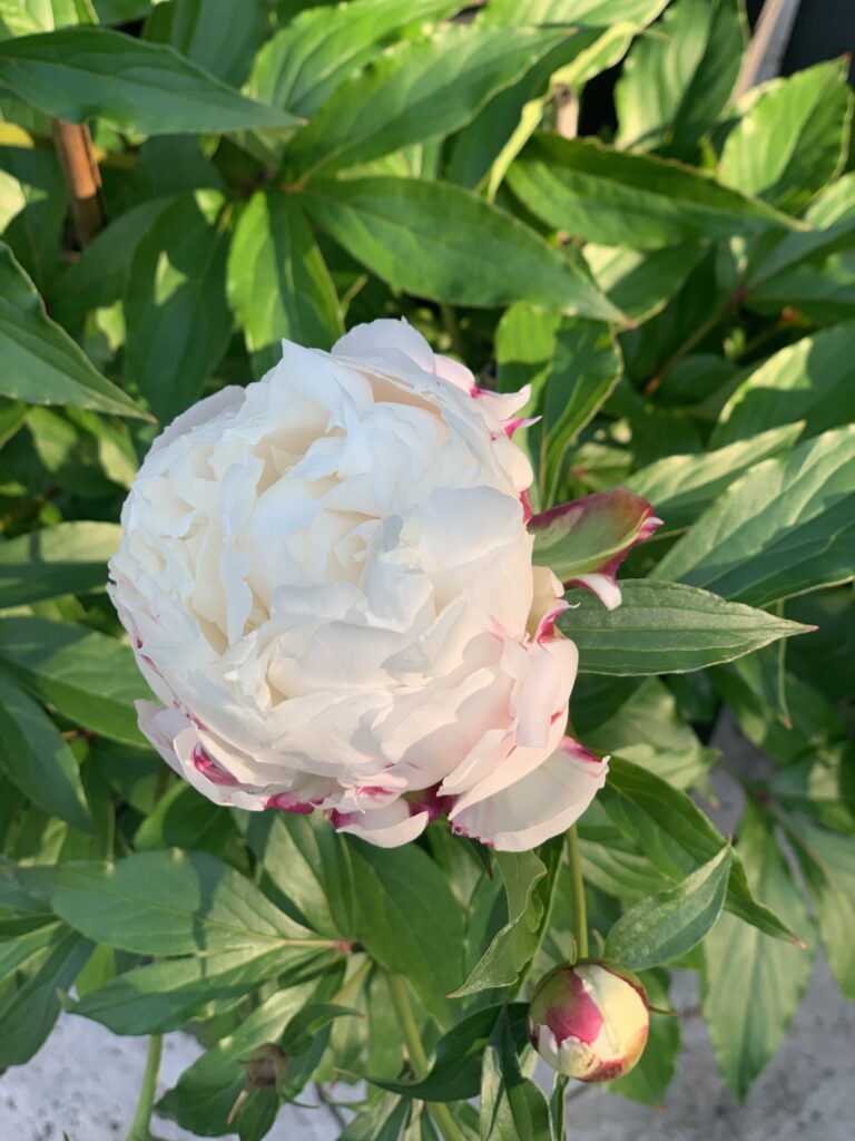 A white flower with pink edges in the middle of it.