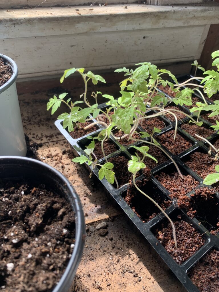 A couple of plants that are in the dirt.