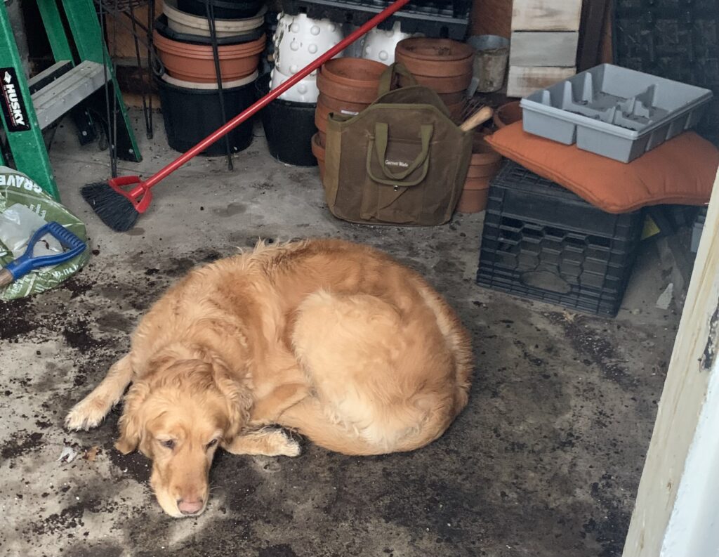 A dog laying on the floor next to a person.