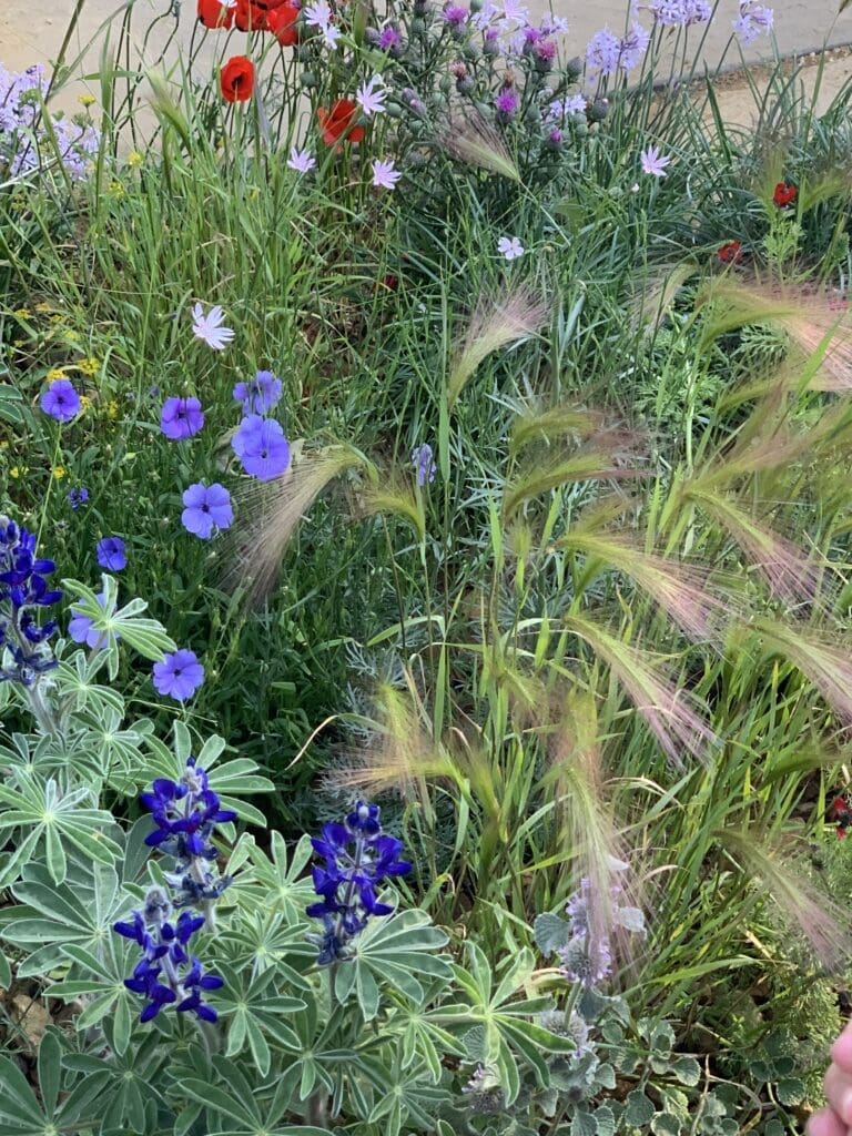 Wildflowers and grasses in a garden setting.