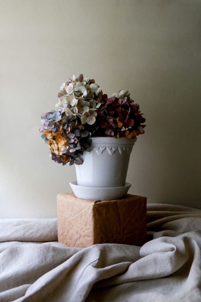 Potted hydrangeas on textured fabric background.