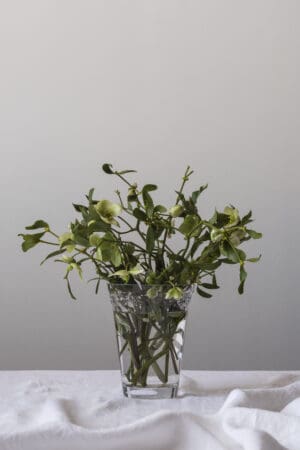 Green flowers in a clear glass vase.