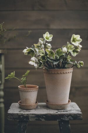 Two potted plants on rustic wooden stool.