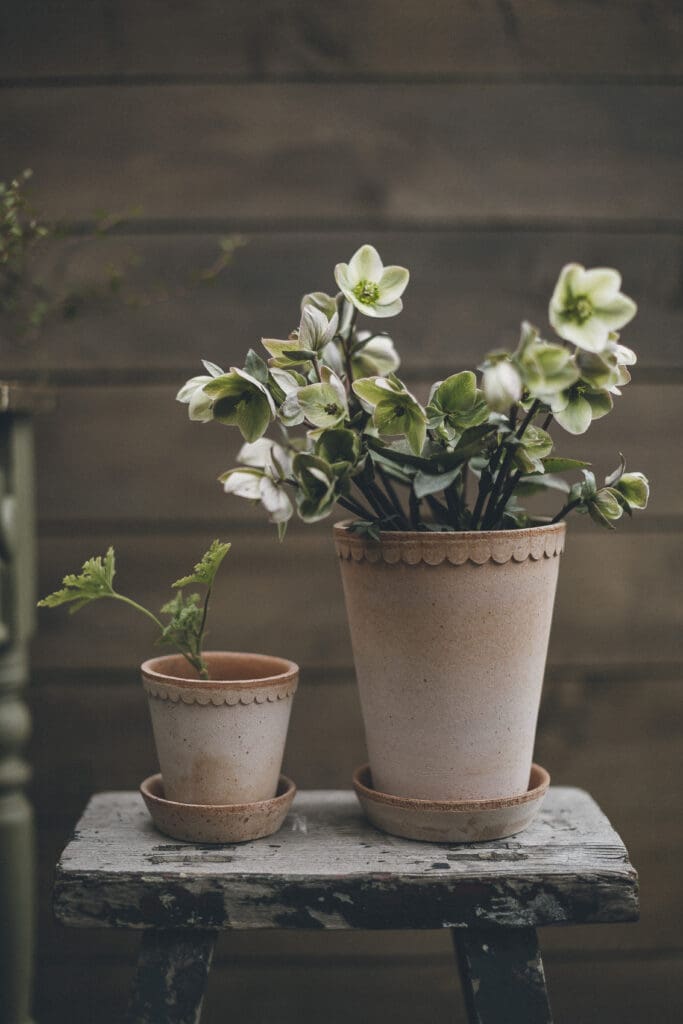 Two potted plants on rustic wooden stool.