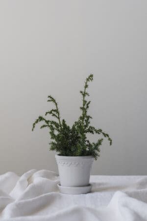 Small green plant in a white pot.