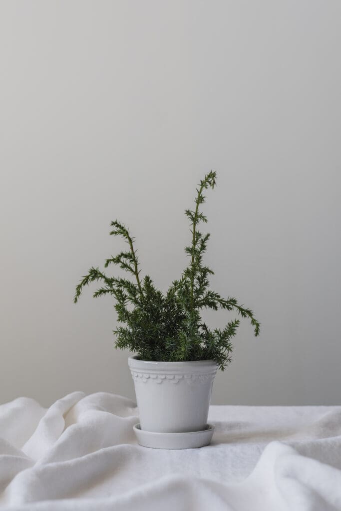 Small green plant in a white pot.