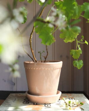 Potted plant with green leaves in sunlight.