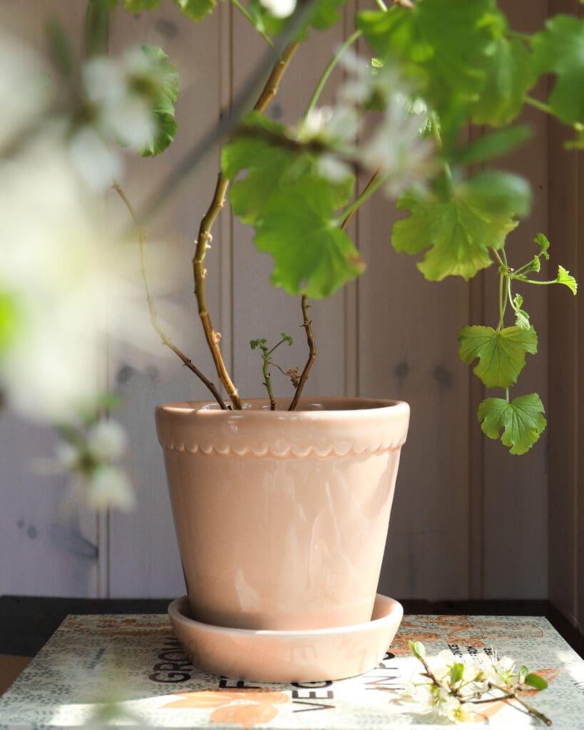 Potted plant with green leaves in sunlight.