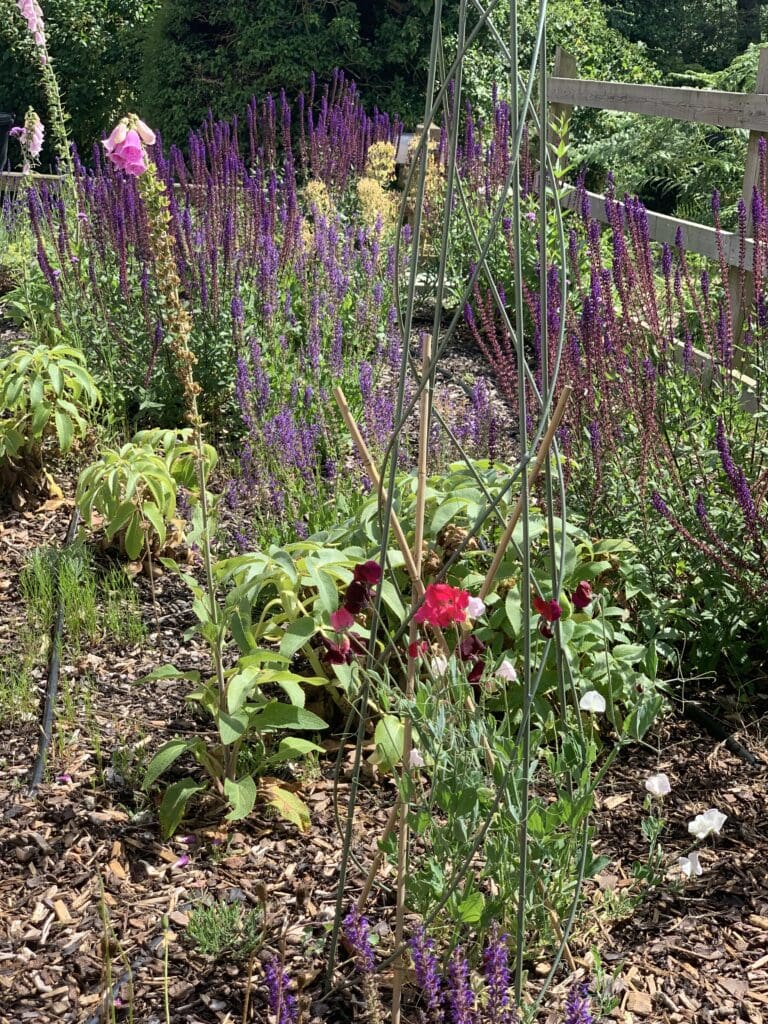 Garden with purple and red blooming flowers.