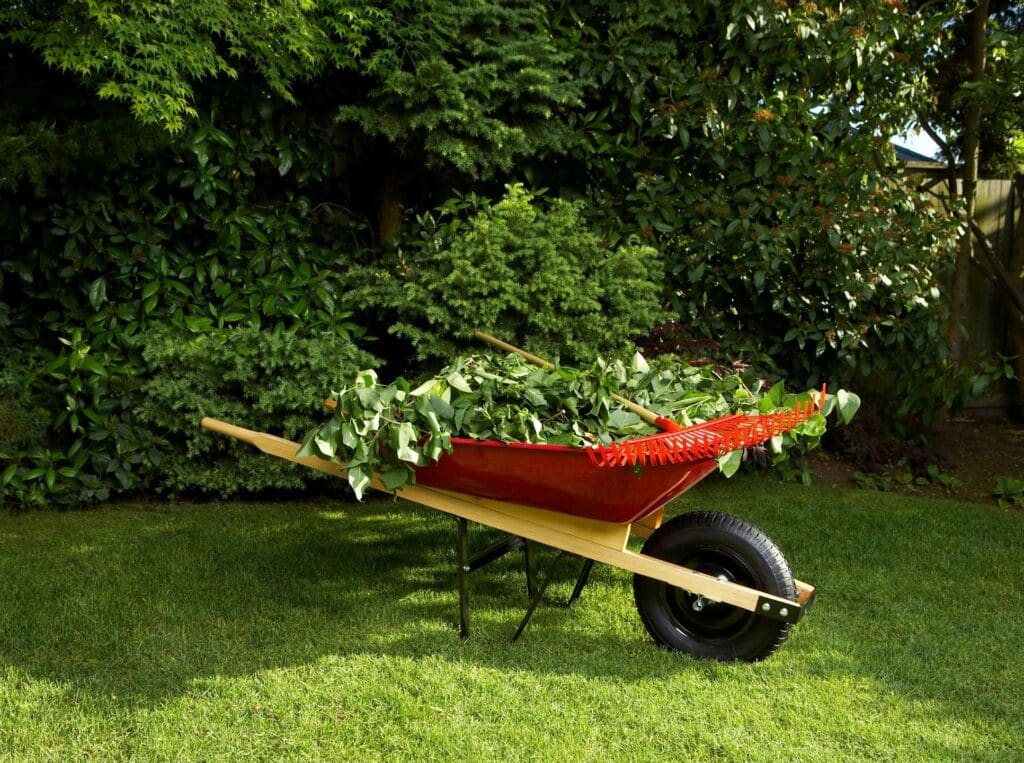 Red wheelbarrow filled with garden leaves.