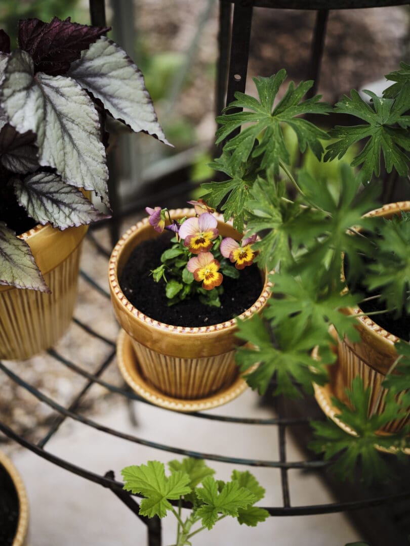 Pansies in yellow ceramic pot on shelf
